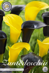 Zantedeschia Vitessa Yellow Black