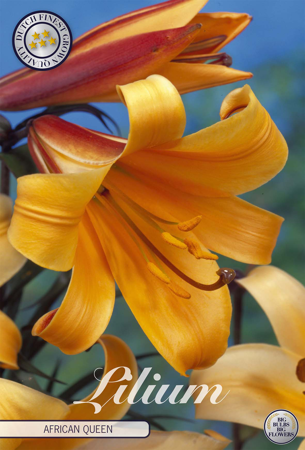 Lilium African Queen