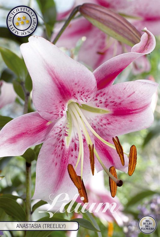 Lilium Anastasia