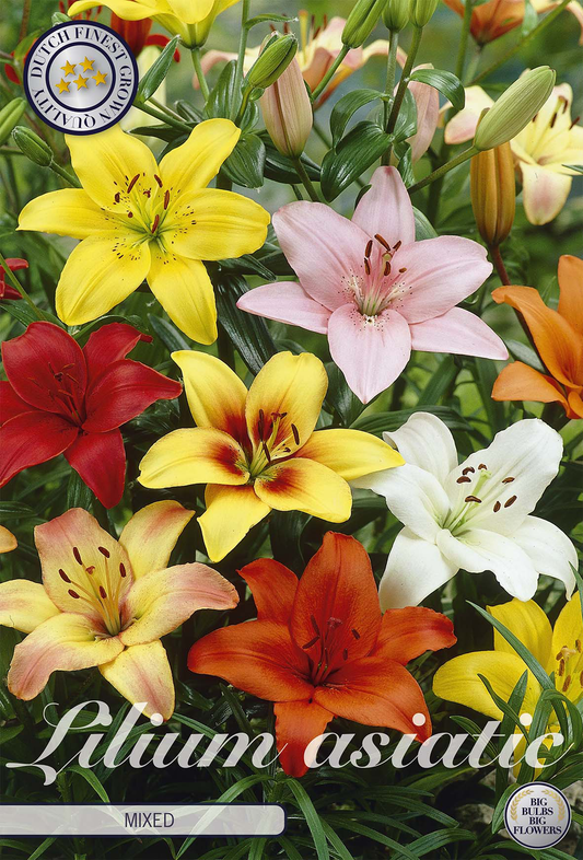 Lilium Asiatic Mixed