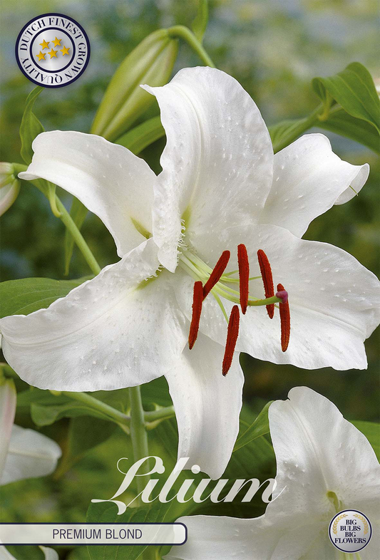 Lilium Premium Blond