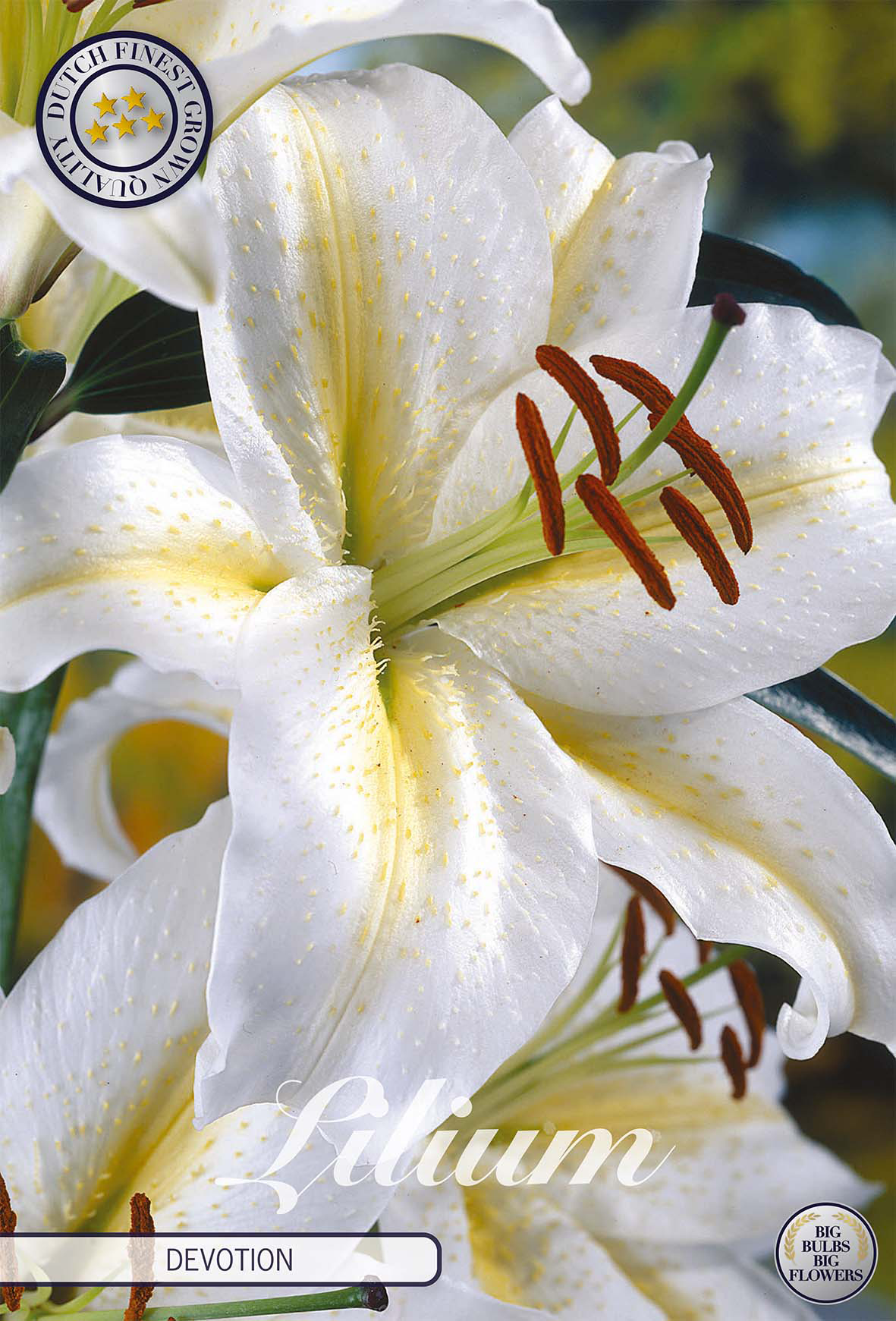 Lilium Devotion