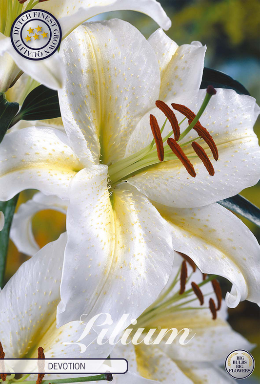 Lilium Devotion