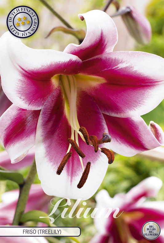 Lilium Friso