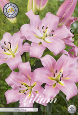 Lilium Gracefull