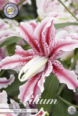 Lilium Magic Star