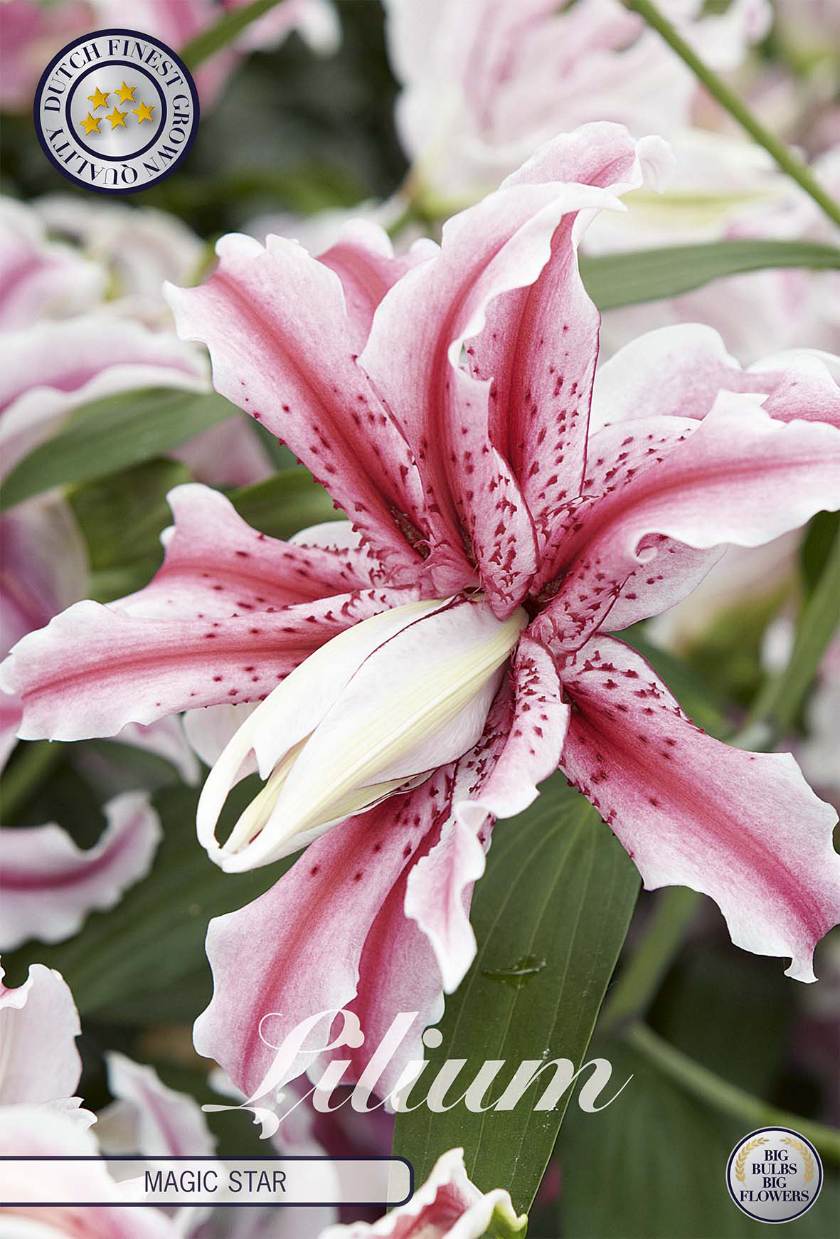 Lilium Magic Star