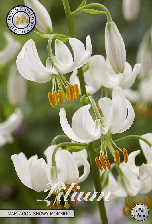 Lilium Martagon Snowy Morning