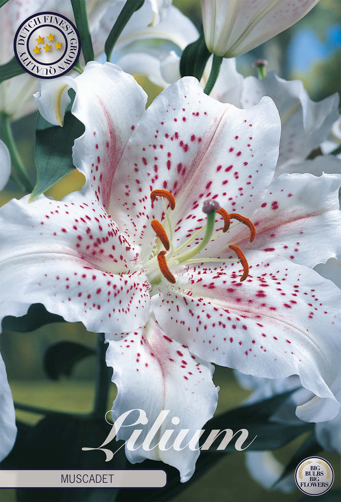 Lilium Muscadet