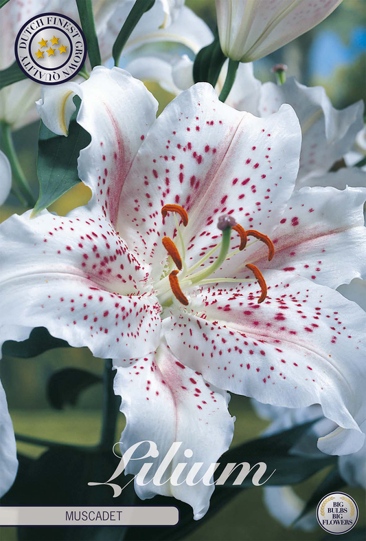 Lilium Muscadet