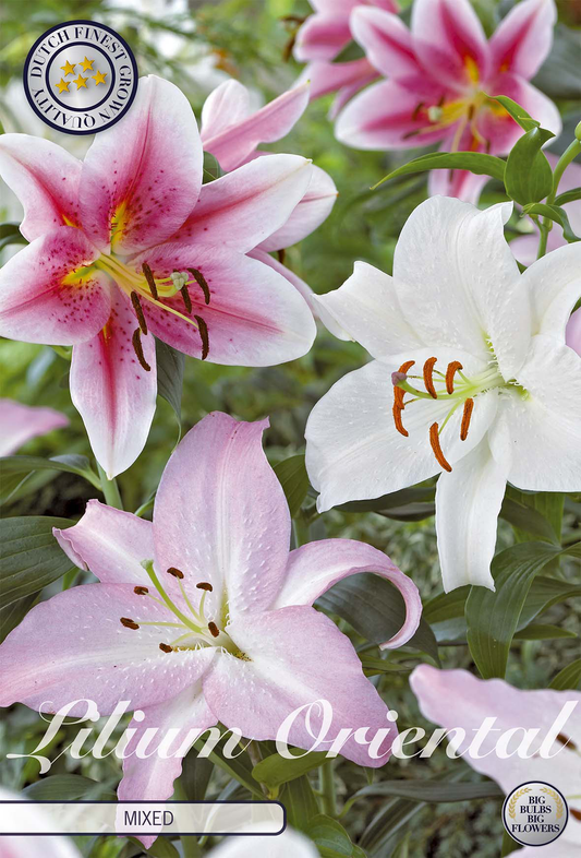 Lilium Oriental Mixed