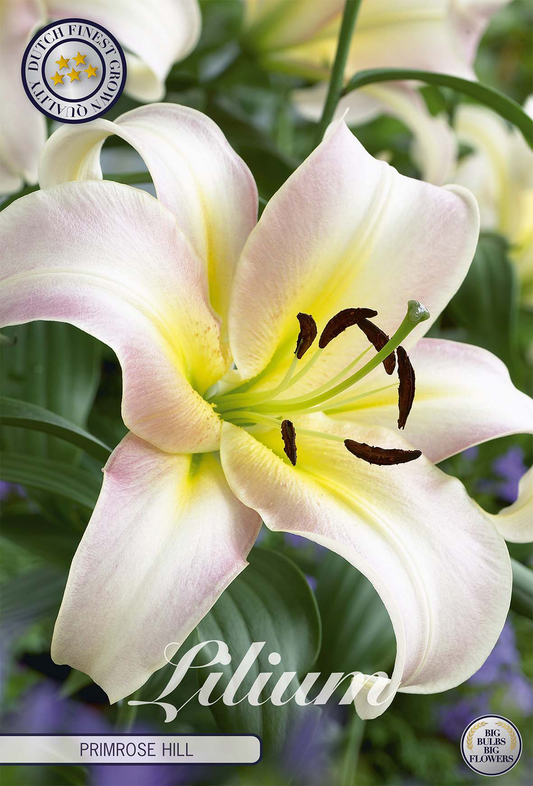 Lilium Primrose Hill
