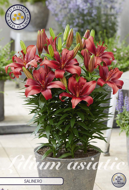 Lilium Salinero