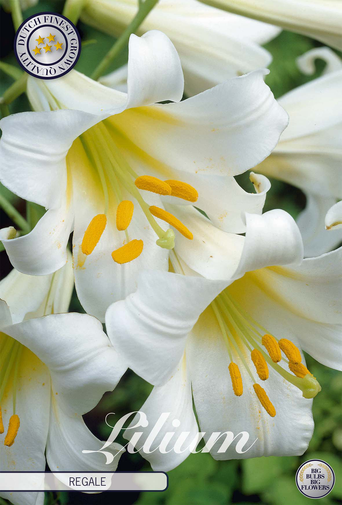 Lilium Regale