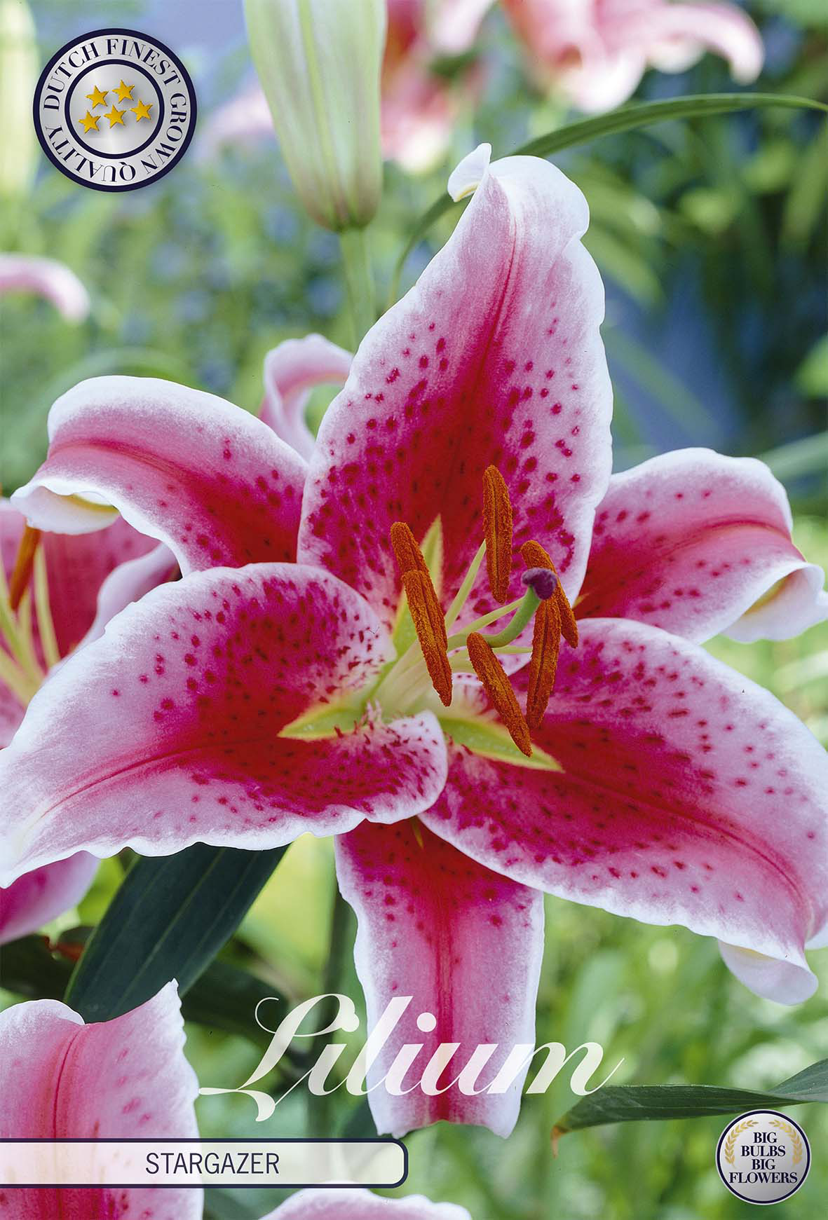 Lilium Stargazer