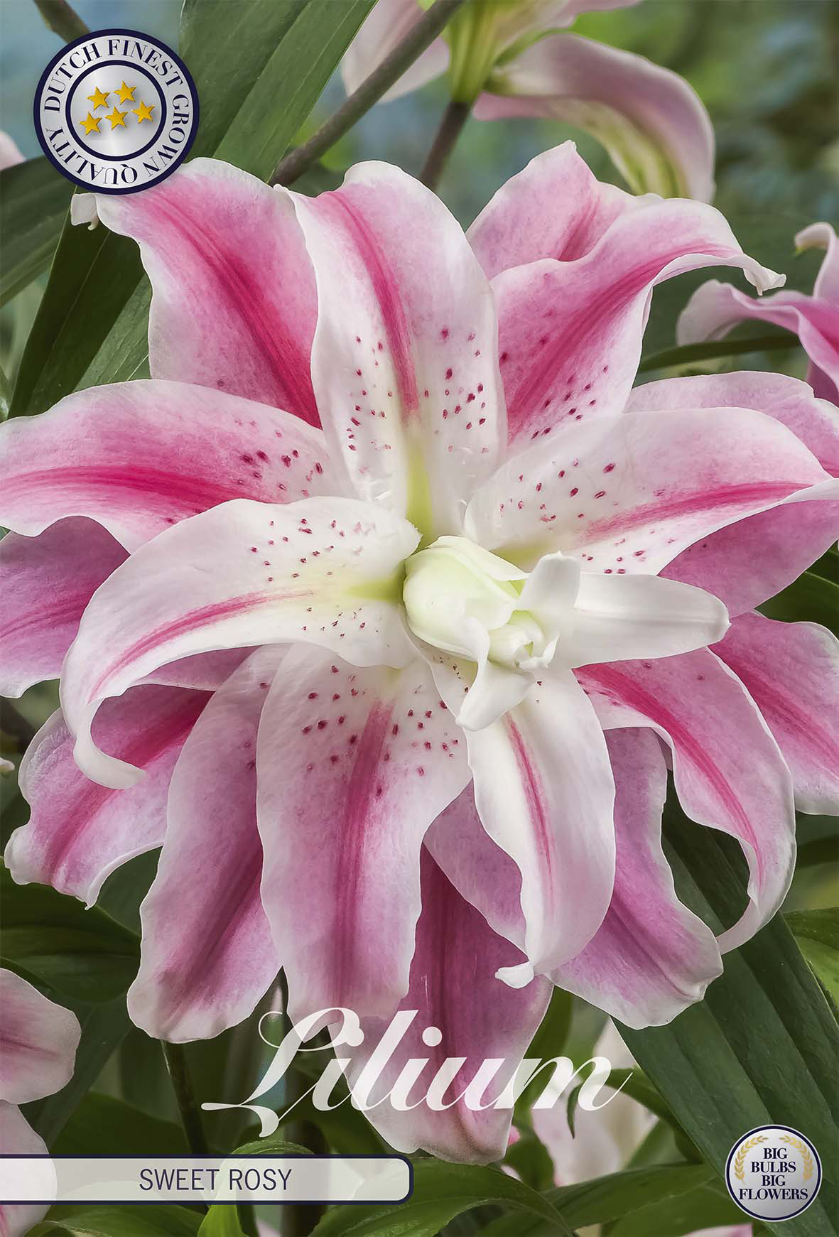 Lilium Sweet Rosy