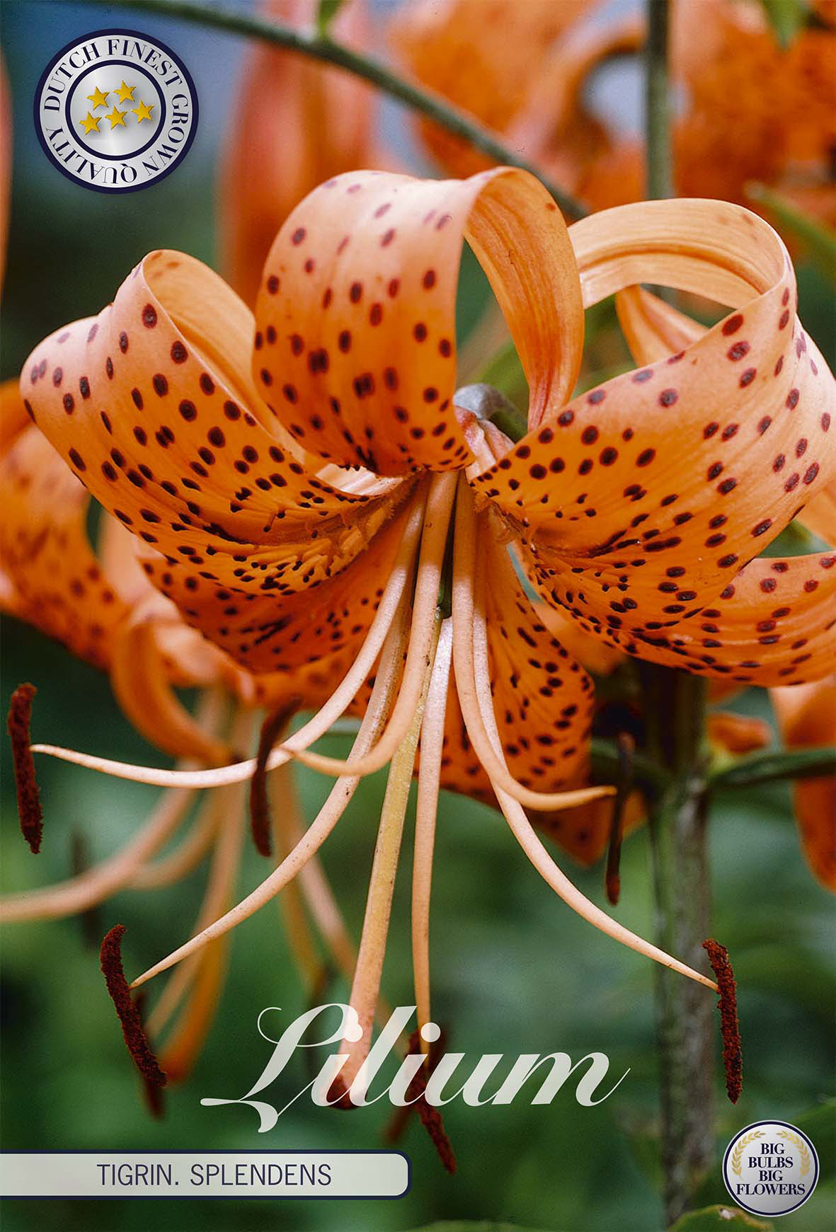Lilium Tigriin Splendens