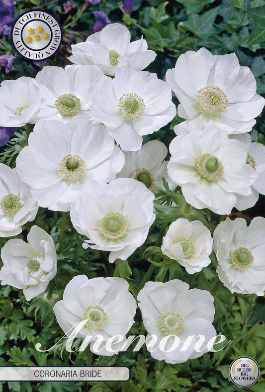 Anemone Coronaria Bride