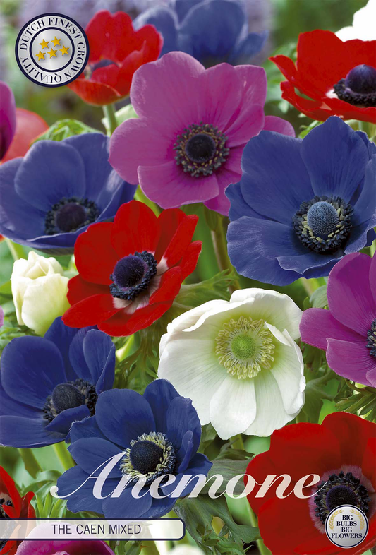 Anemone Coronaria The Caen Mixed