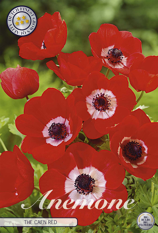 Anemone Coronaria The Caen Red