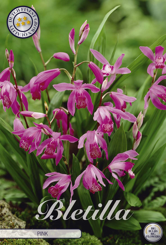 Bletilla Pink
