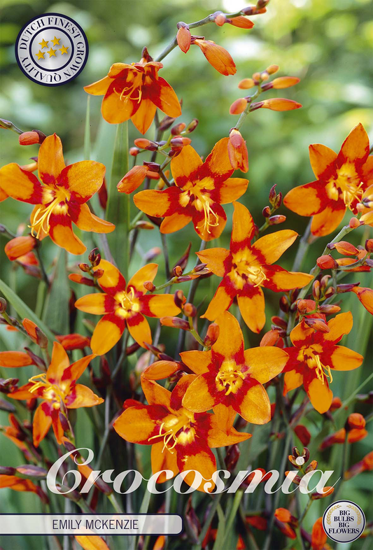 Crocosmia Emily Mckenzier