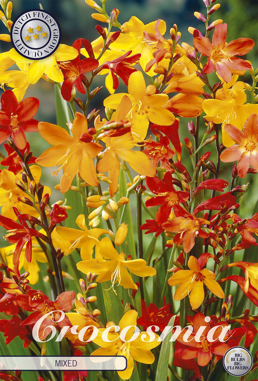 Crocosmia Mixed