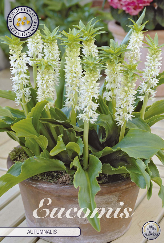 Eucomis Autumnalis