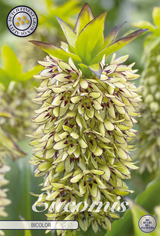 Eucomis Bicolor