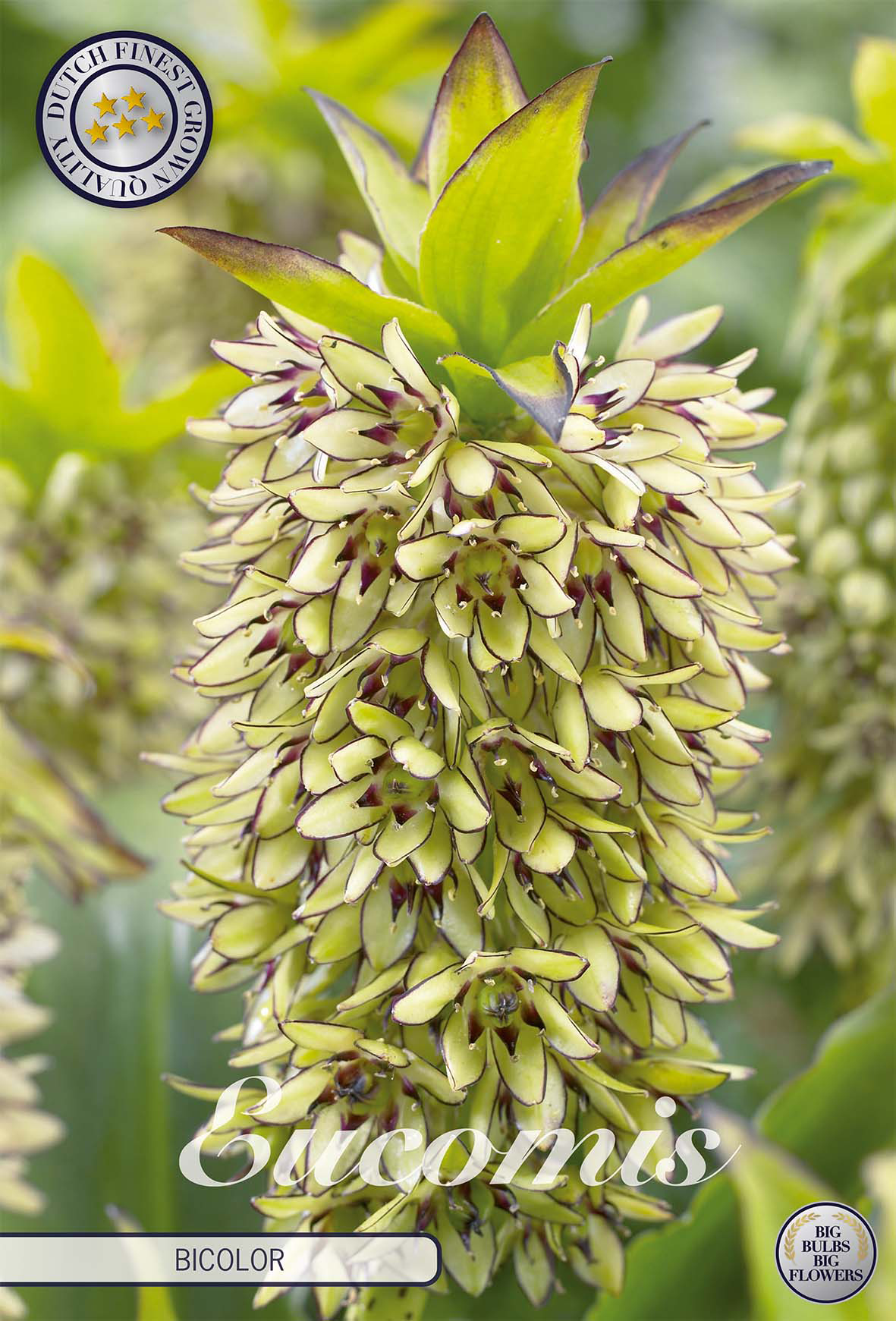 Eucomis Bicolor
