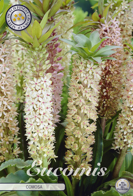 Eucomis Comosa