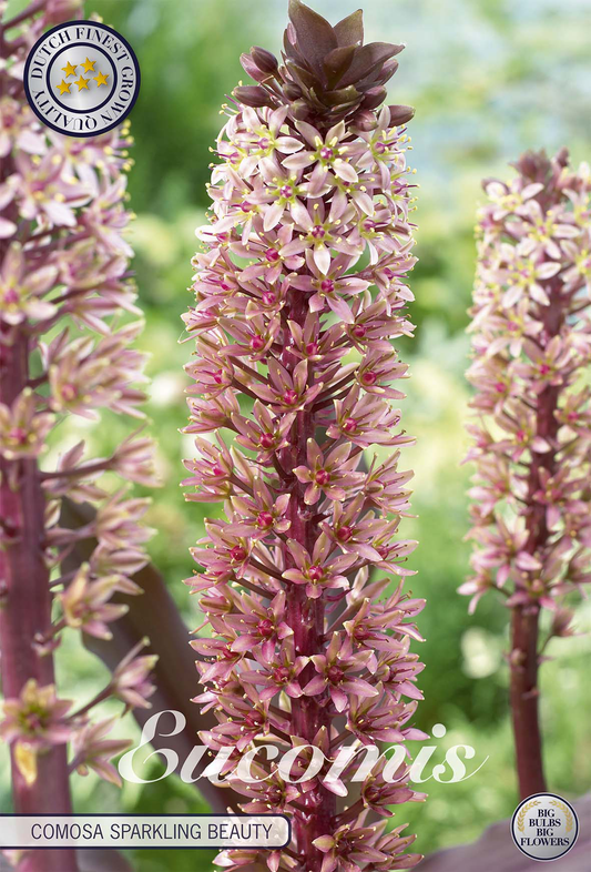 Eucomis Comosa Sparkling Burgundy