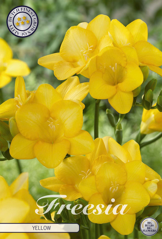 Freesia Yellow