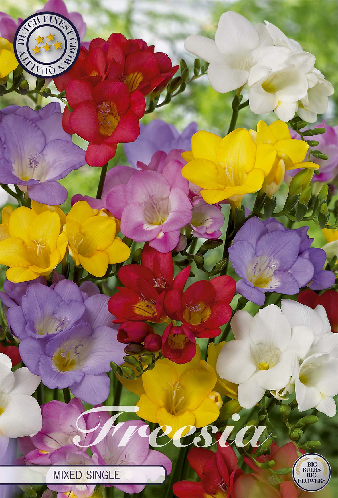 Freesia Single Mixed