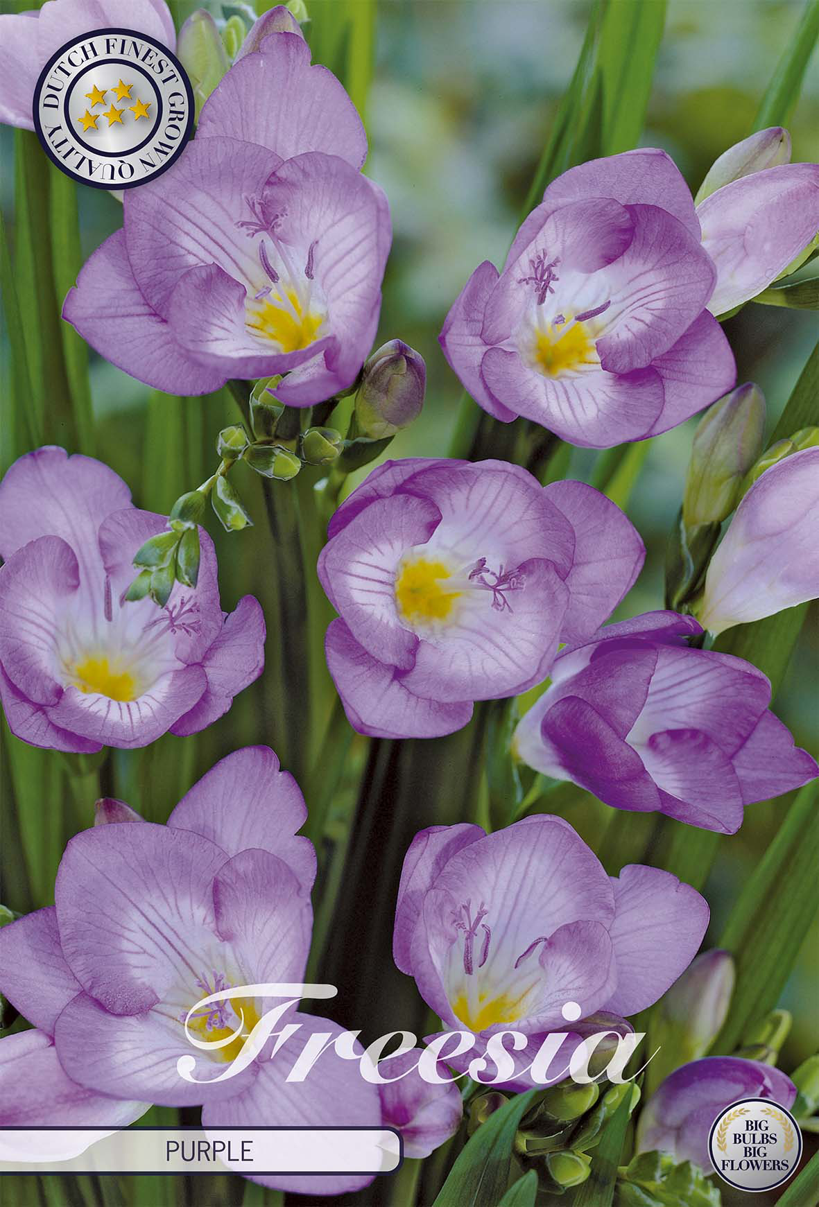 Freesia Purple