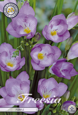 Freesia Purple