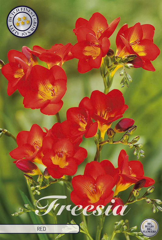 Freesia Red