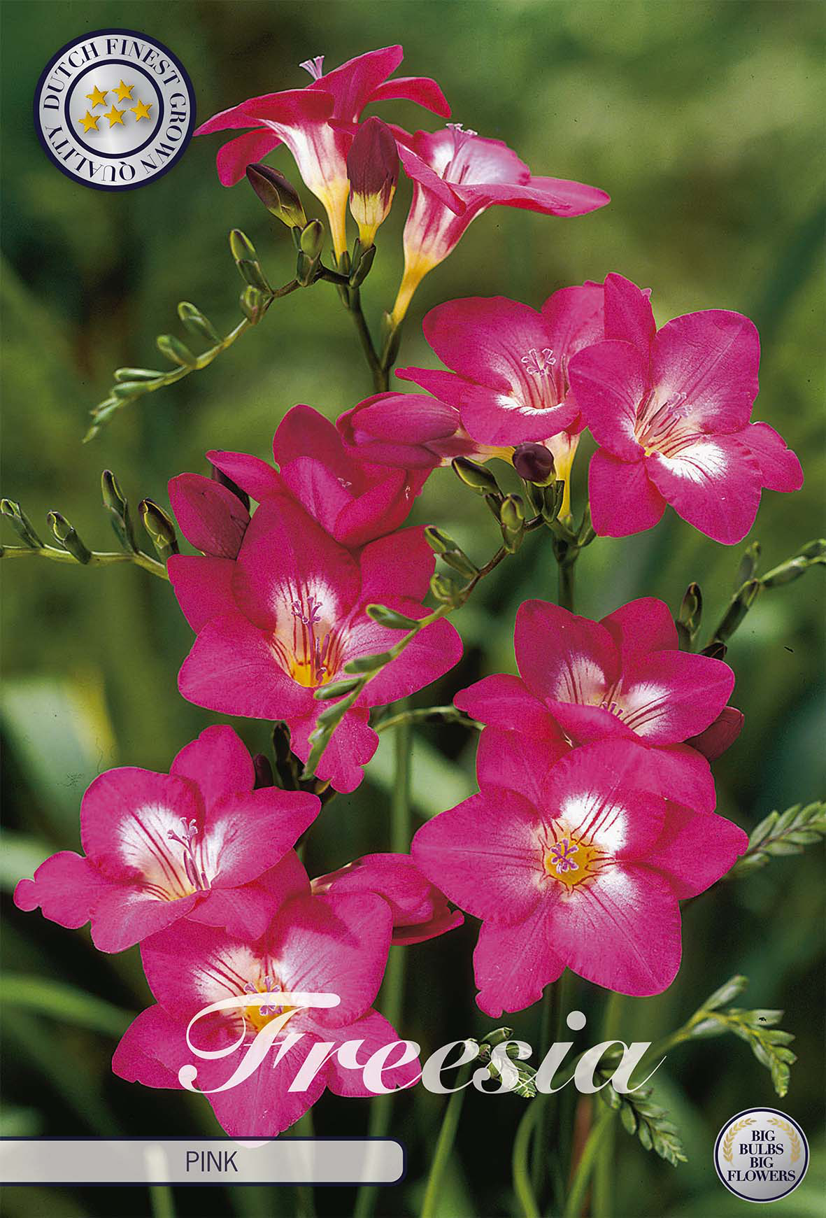 Freesia Pink