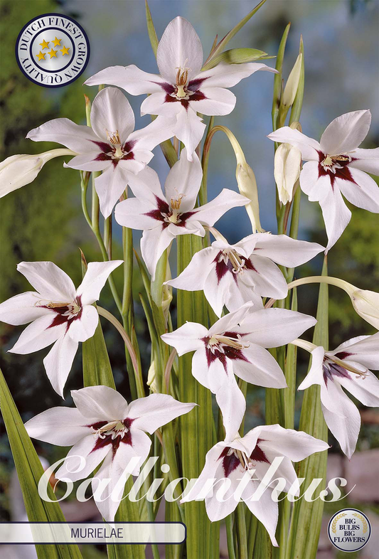 Gladiolus Callianthus