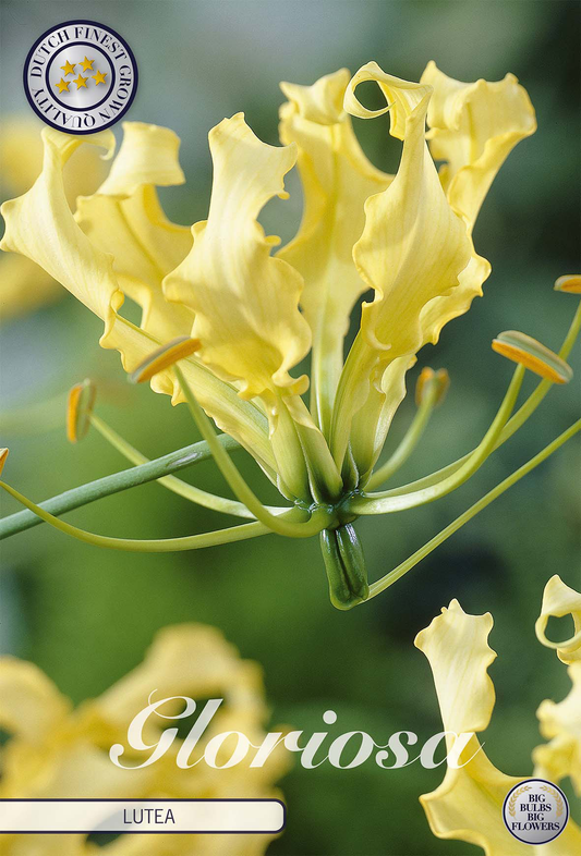 Gloriosa Lutea