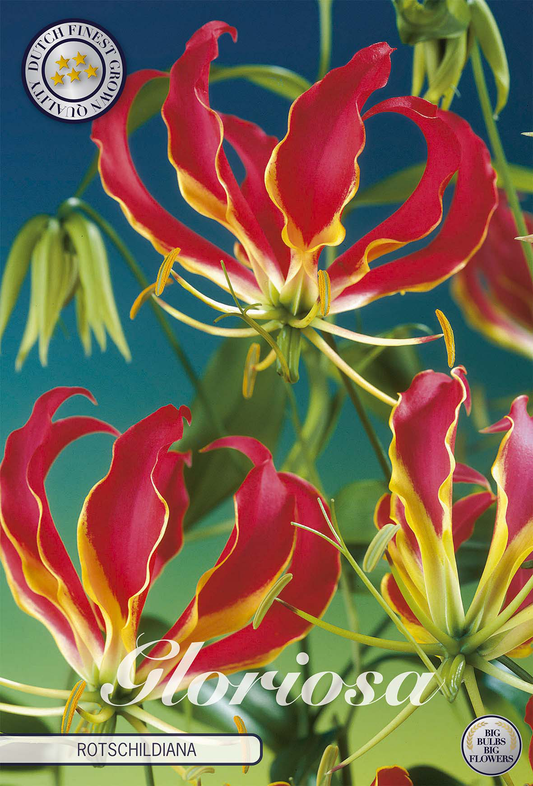 Gloriosa Rothschildiana