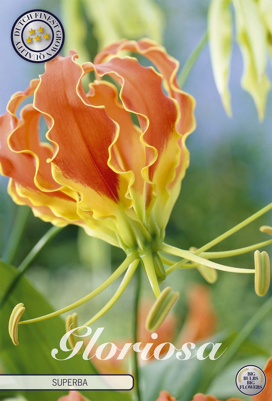Gloriosa Superbra