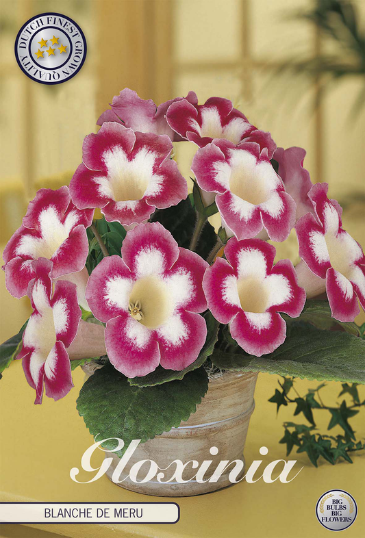 Gloxinia Blanche de Meru