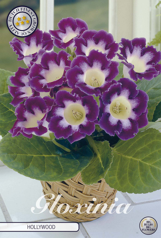 Gloxinia Hollywood
