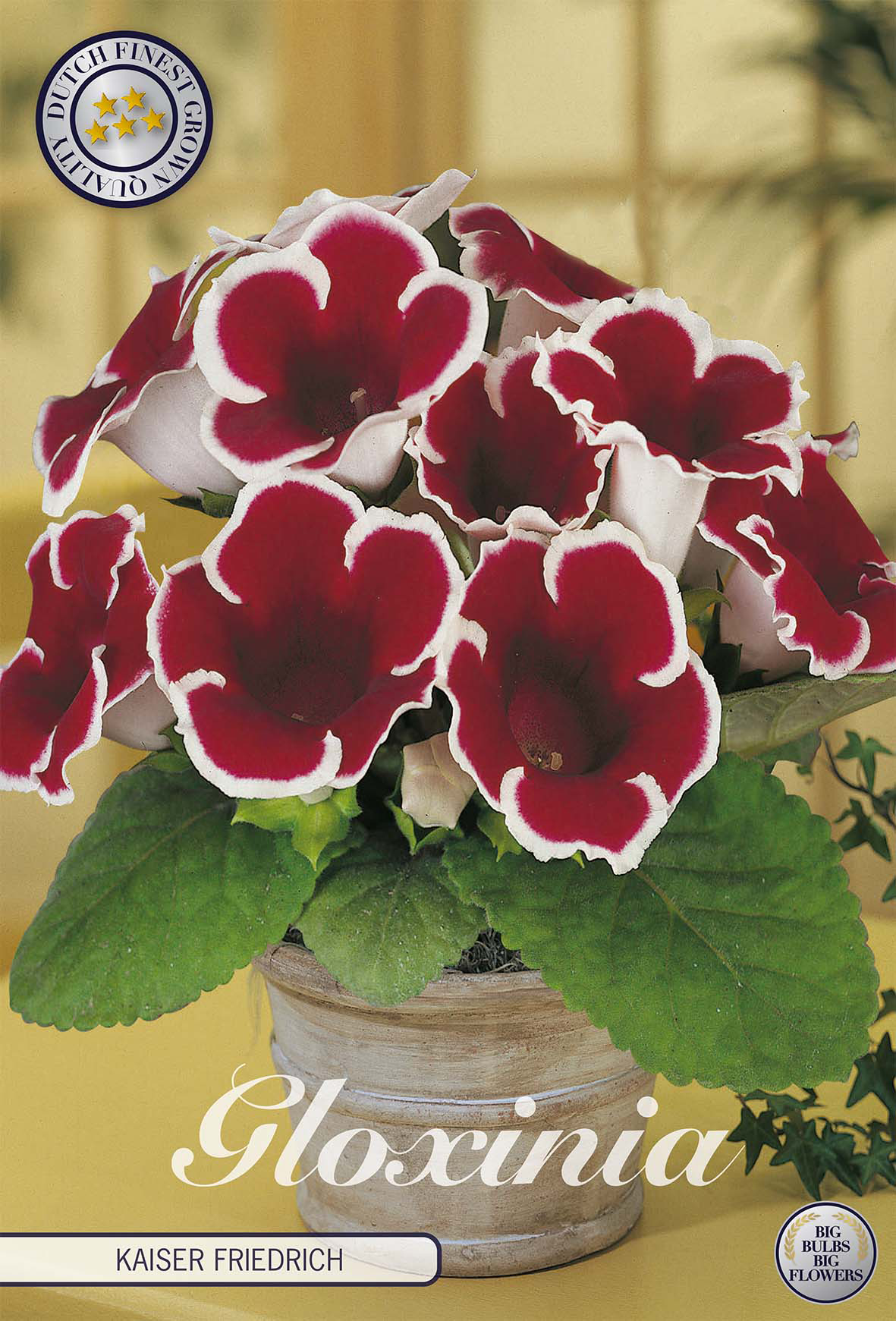 Gloxinia Kaiser Friedrich