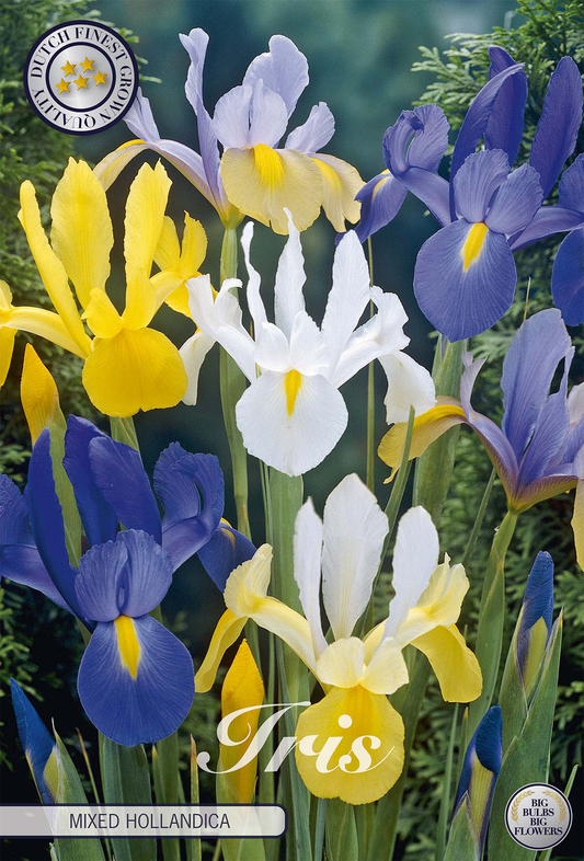 Iris Hollandica Mixed