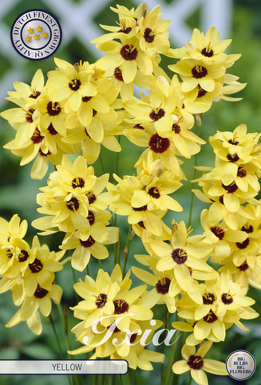 Ixia Yellow