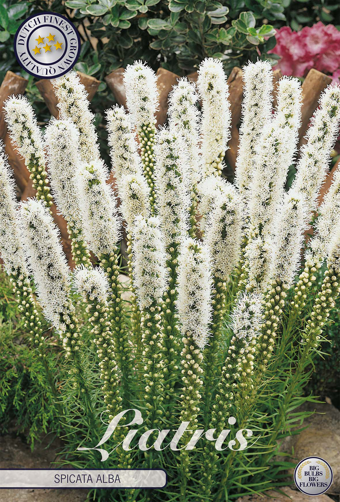 Liatris Spicata Alba