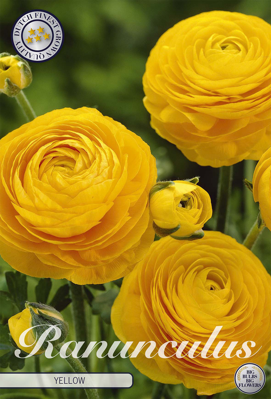 Ranunculus Yellow
