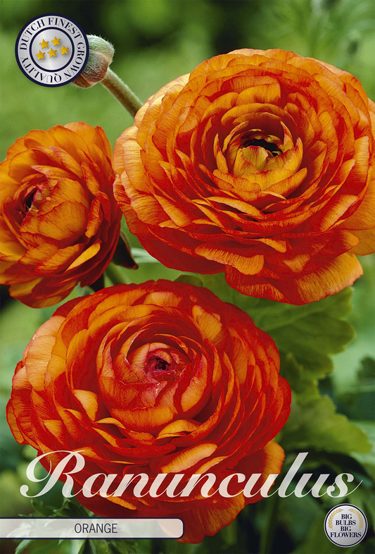 Ranunculus Orange